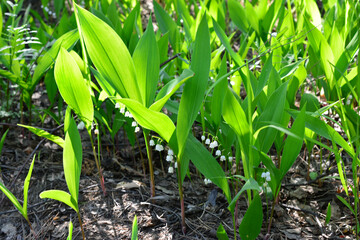 Fresh Lily of the Valley Flowers in Spring Sunlight
