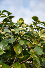 Feullage et bourgeons d'un camelia avec ciel bleu en arrière plan