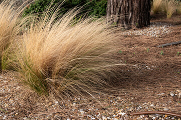 Parterre citadin avec des Stipa tenuifolia, format horizontal