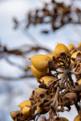 Fruits d'un arbre paulownia tomentosa en automne, format vertcial
