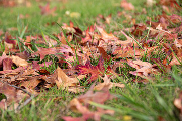 Feuilles mortes d'érables en paquet dans l'herbe, format paysage 