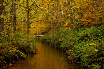 a cloudy autumn morning in the Pfälzerwald