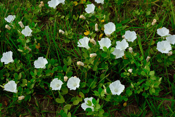 Beach Erosion Control: Ipomoea Vines with White Flowers on Sandy Coast.