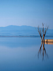 Serene Waterscapes, a Tranquil Scene of Bare Trees Reflected in A Still Lake at Dusk