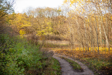 Jesień, spacer w miejskim lesie w Warszawie. Lasek Bielański.