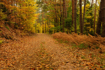 a cloudy autumn morning in the Pfälzerwald