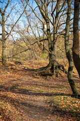 Jesień, spacer w miejskim lesie w Warszawie. Lasek Bielański.