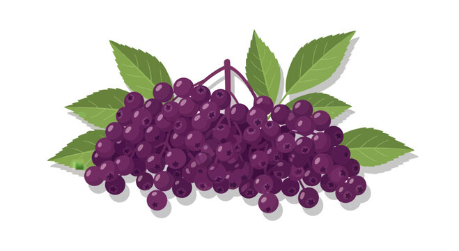 Illustration Of Purple Elderberries With Freshly Green Leaves On White Background