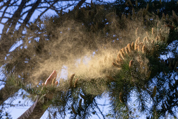 Shaking pollen off the cedar tree cones