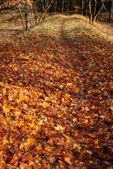 Jesień, spacer w miejskim lesie w Warszawie. Lasek Bielański.