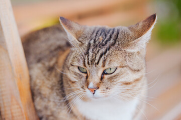 Close-up of a tabby cat with green eyes looking intently, soft focus background