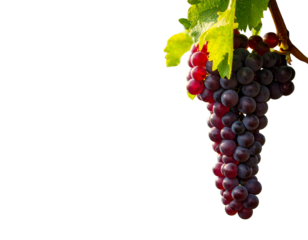 Ripe purple grapes on the vine with green leaves