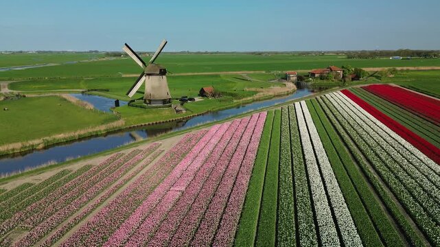 Aerial view of vibrant tulip fields and a traditional windmill creating a colorful tapestry in the landscape, Ursem Gem Schermer, Noord-Holland, Netherlands.