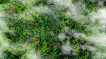 Green tree nature background for carbon neutrality and net zero emissions concept. Drone view of green tree captures CO2 to Sustainable green environment.	