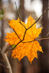 Jesień, spacer w miejskim lesie w Warszawie. Lasek Bielański.