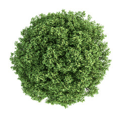 Obraz premium Dense green round tree with foliage 