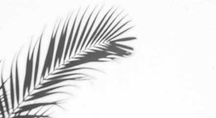 Shadow of a palm leaf frond cast against a white wall, creating an abstract and minimalist composition.