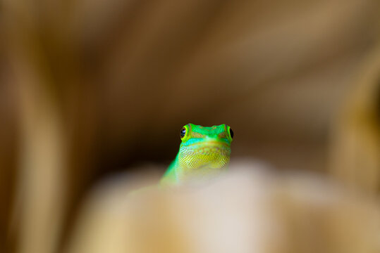 Vibrant green gecko clings to dry leaves surface, showcasing intricate skin patterns, textured feet, and vivid coloration.