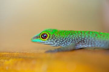 Vibrant green gecko clings to smooth surface, showcasing intricate skin patterns, textured feet, and vivid coloration.