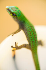 Vibrant green gecko clings to smooth surface, showcasing intricate skin patterns, textured feet, and vivid coloration.