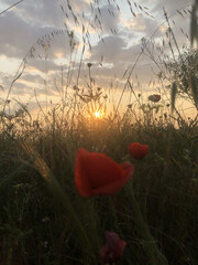 A close-up view of beautiful red poppy flowers in a field during golden hour. The warm evening sunlight highlights the delicate petals, creating a peaceful and romantic atmosphere in nature. Perfect f