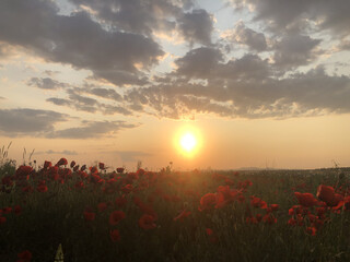 A close-up view of beautiful red poppy flowers in a field during golden hour. The warm evening sunlight highlights the delicate petals, creating a peaceful and romantic atmosphere in nature. Perfect f