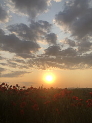 A close-up view of beautiful red poppy flowers in a field during golden hour. The warm evening sunlight highlights the delicate petals, creating a peaceful and romantic atmosphere in nature. Perfect f