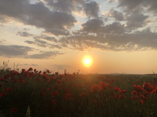 A close-up view of beautiful red poppy flowers in a field during golden hour. The warm evening sunlight highlights the delicate petals, creating a peaceful and romantic atmosphere in nature. Perfect f