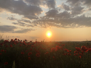 A close-up view of beautiful red poppy flowers in a field during golden hour. The warm evening sunlight highlights the delicate petals, creating a peaceful and romantic atmosphere in nature. Perfect f