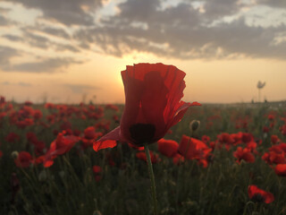 A close-up view of beautiful red poppy flowers in a field during golden hour. The warm evening sunlight highlights the delicate petals, creating a peaceful and romantic atmosphere in nature. Perfect f