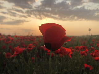 A close-up view of beautiful red poppy flowers in a field during golden hour. The warm evening sunlight highlights the delicate petals, creating a peaceful and romantic atmosphere in nature. Perfect f