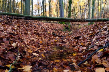 autumn leaves with a small stream  in the forest