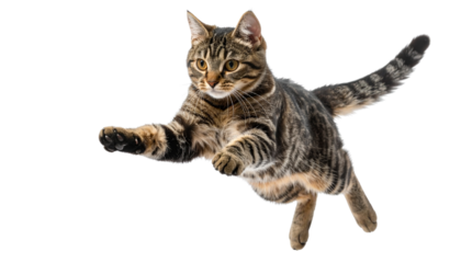 Cute tabby cat jumping isolated on transparent background