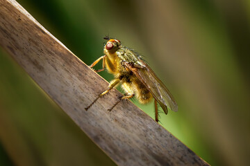 Gelbe Dungfliege (Scathophaga stercoraria) sitzt im Gegenlicht auf einem verwitterten Schilfblatt - Schwenninger Moos, Deutschland