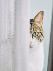 Cat peeking through lace curtain indoors