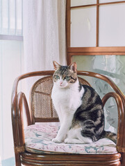 Cat sitting on vintage chair near window
