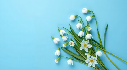 Gentle Blooms: An elegant composition of delicate snowdrop flowers resting serenely on a vibrant blue canvas, symbolizing purity and new beginnings.
