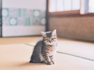 Cute kitten sitting on tatami mat looking at camera