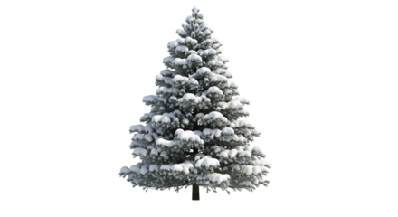Snowy evergreen tree isolated on transparent background in winter time