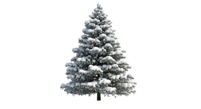 Snowy evergreen tree isolated on transparent background in winter time