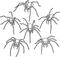 Five detailed line drawings of spiders arranged in a scattered pattern isolated on white background