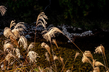 河川敷のススキ
