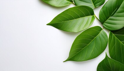 fresh green leaves on a bright white background