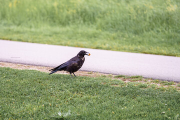 Fototapeta premium Crow holds a treat on the green lawn near a sidewalk, anticipating a tasty meal in the daytime