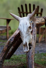 skull of a bull