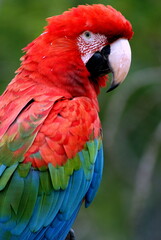 Obraz premium red-and-green macaw