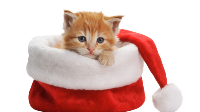 Adorable ginger kitten peeking out from a fluffy Santa hat, radiating holiday cheer and festive joy for seasonal promotions and cute content