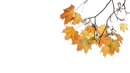 Maple tree branch transparent image 