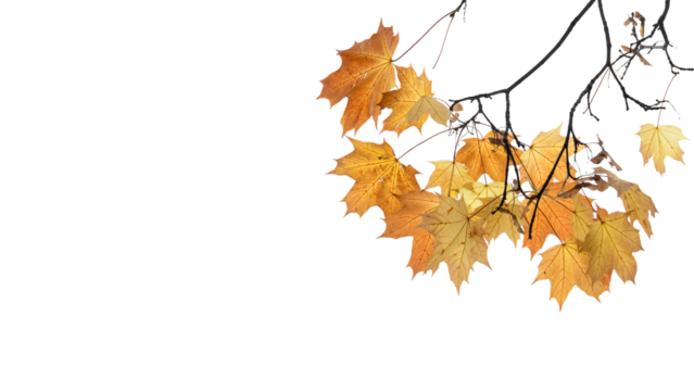 Maple tree branch transparent image 