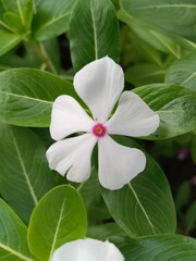 Obraz premium Jasminum flower